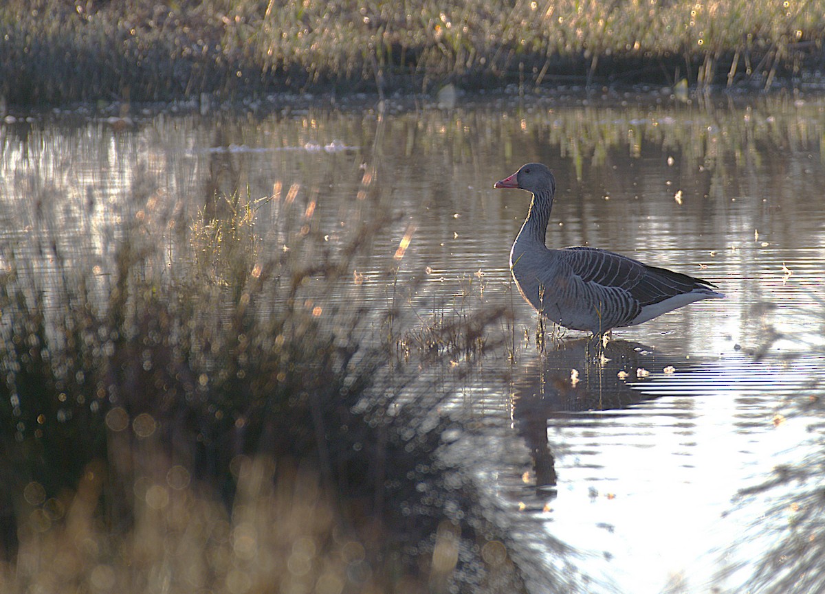 Graylag Goose - ML645054492