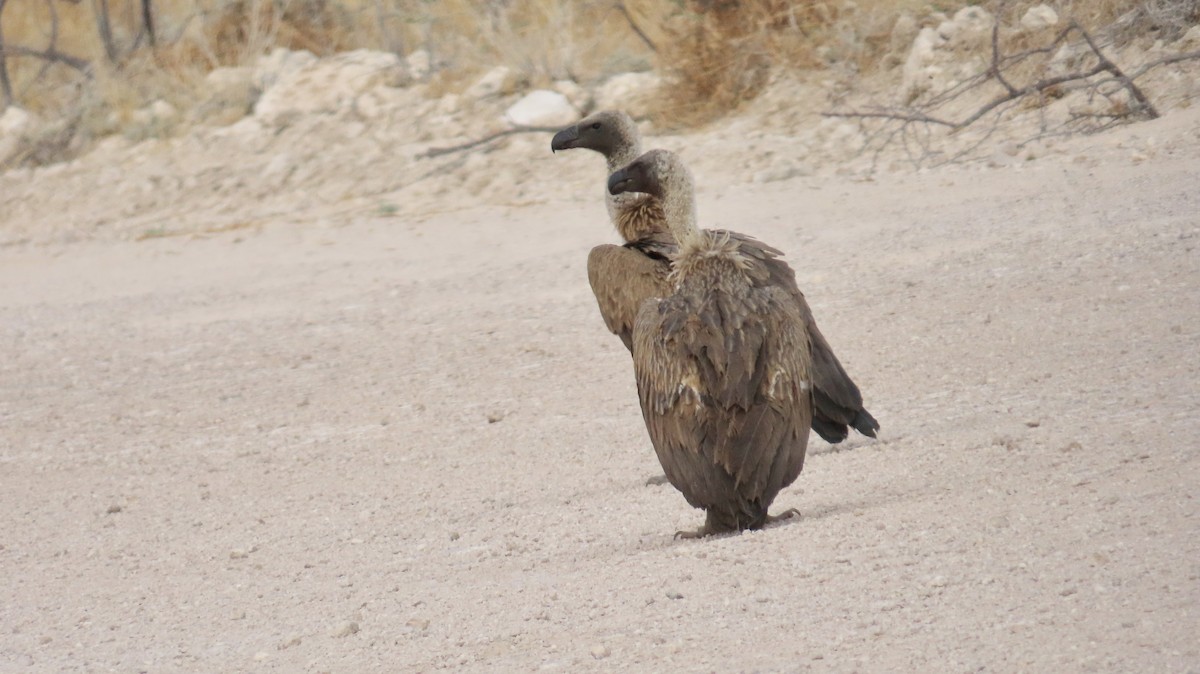 White-backed Vulture - ML645054493