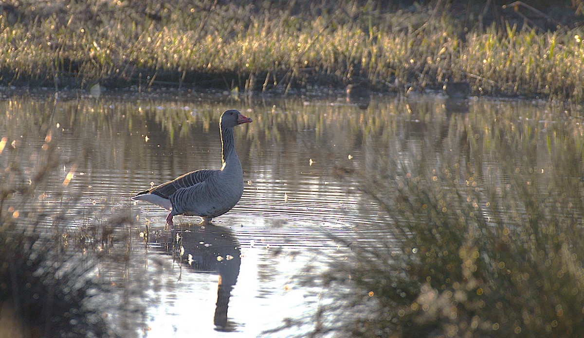 Graylag Goose - ML645054499