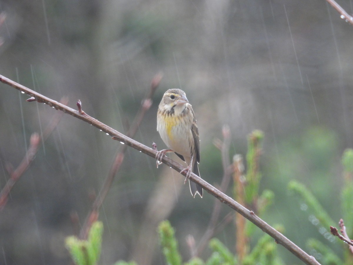 Dickcissel - ML645054501