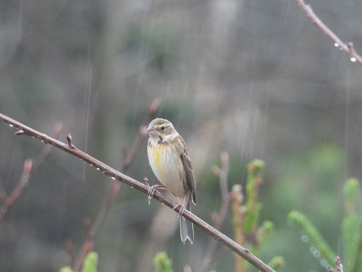 Dickcissel - ML645054502