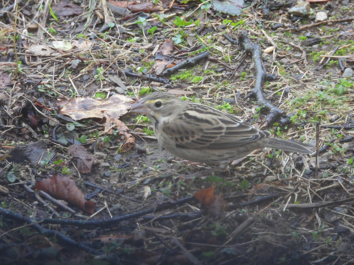 Dickcissel - ML645054505
