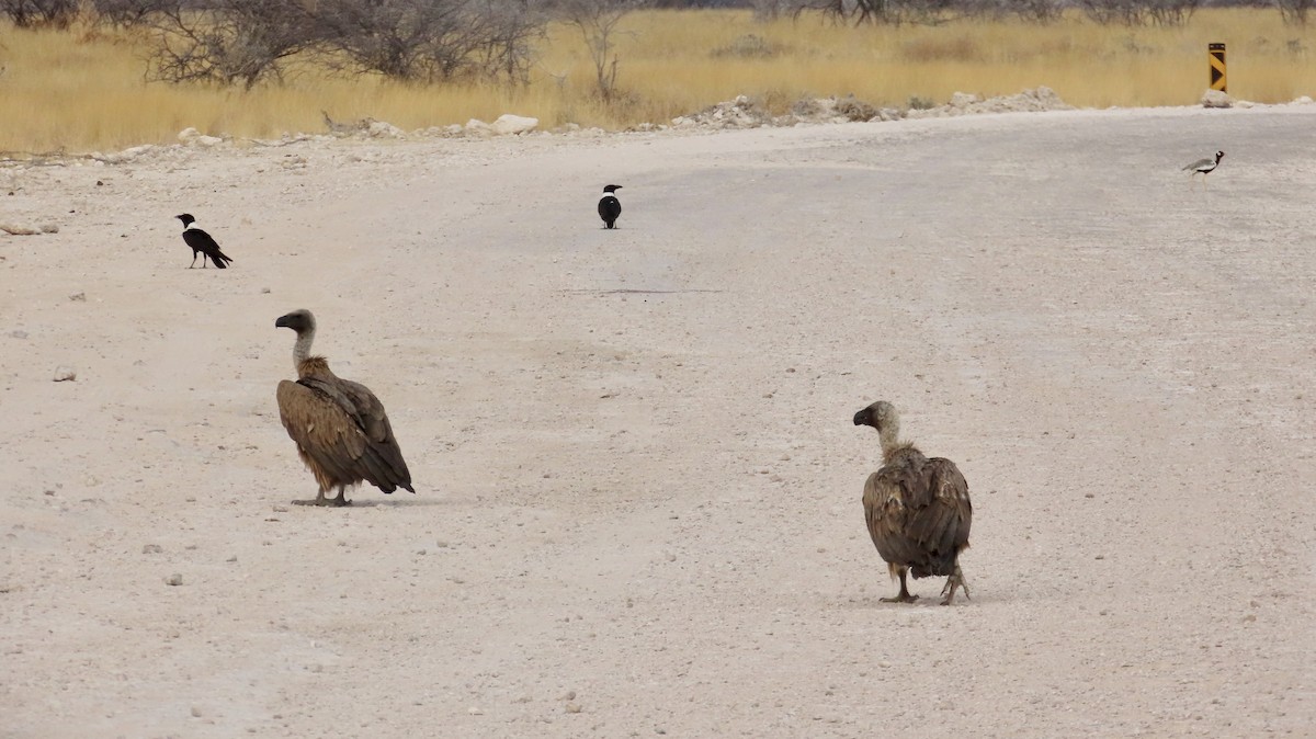 White-backed Vulture - ML645054508