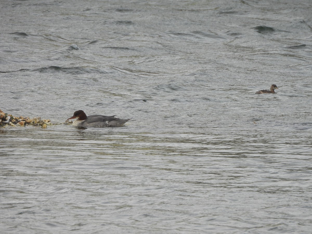 Common Merganser - ML645054524