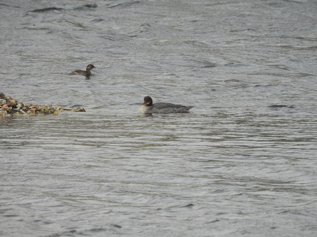 Common Merganser - ML645054532