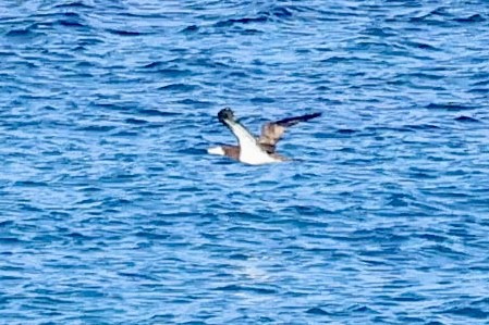Brown Booby - ML645054536