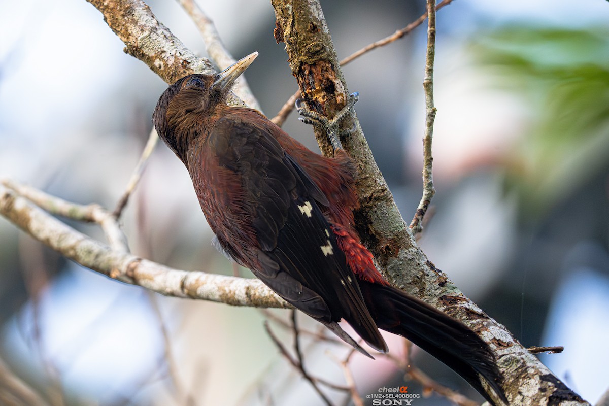 okinawaspett - ML645054545