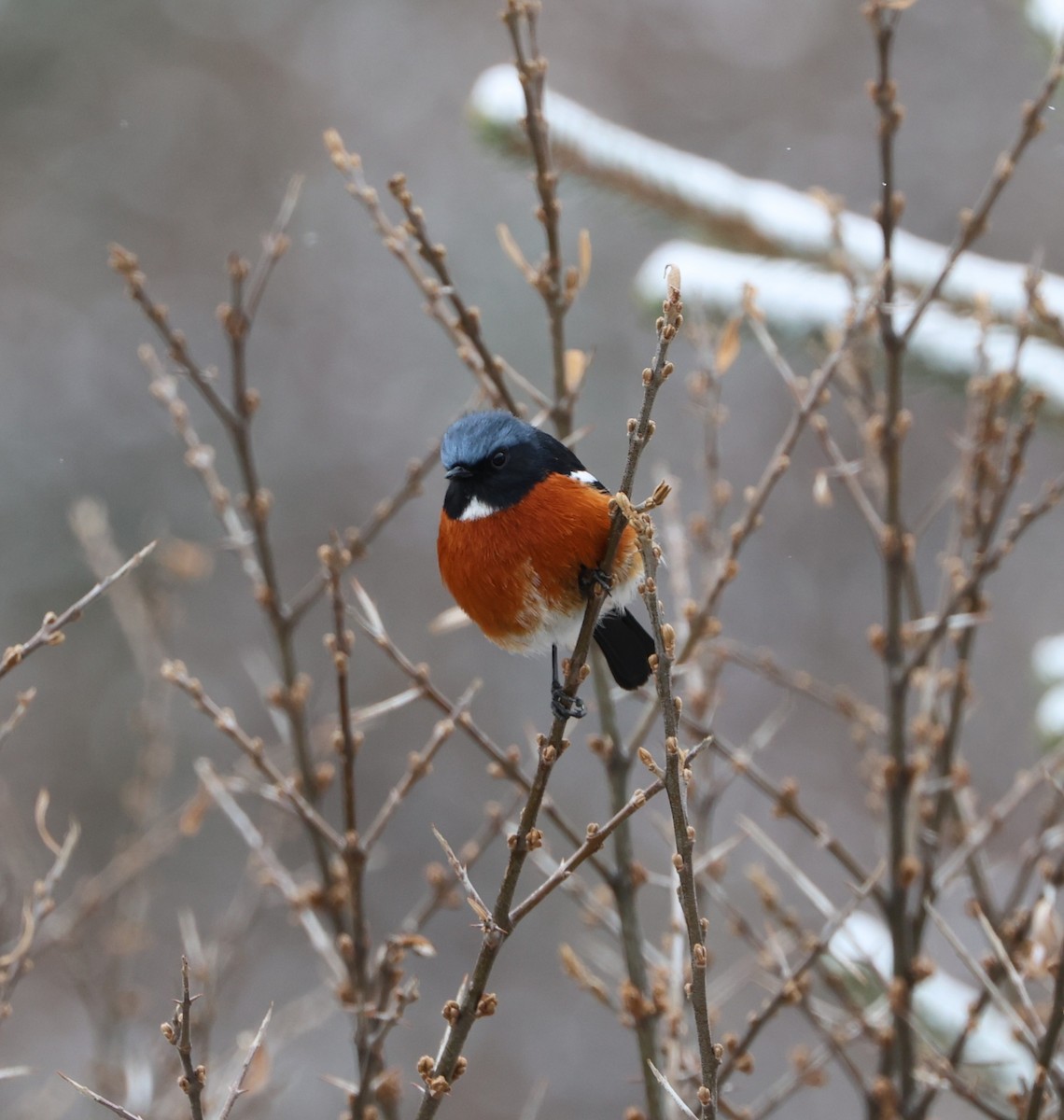 Ak Boğazlı Kızılkuyruk - ML645054548