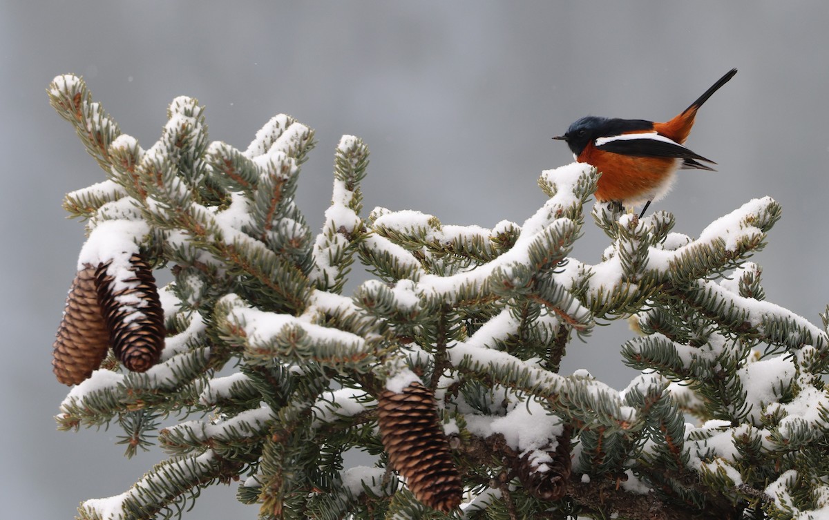 Ak Boğazlı Kızılkuyruk - ML645054549