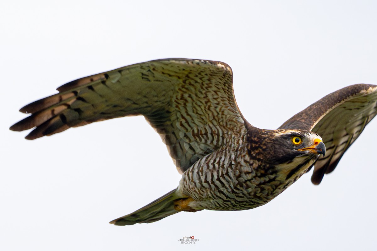 gråkinnvåk - ML645054556