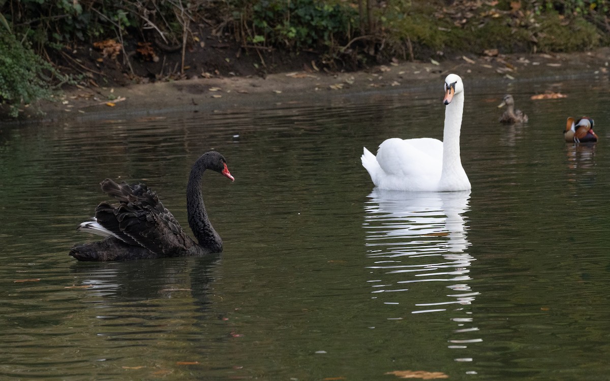 Mandarin-ahatea - ML645054566