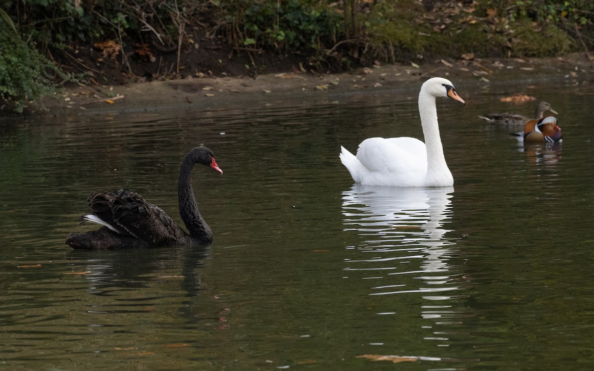 Mandarin-ahatea - ML645054567