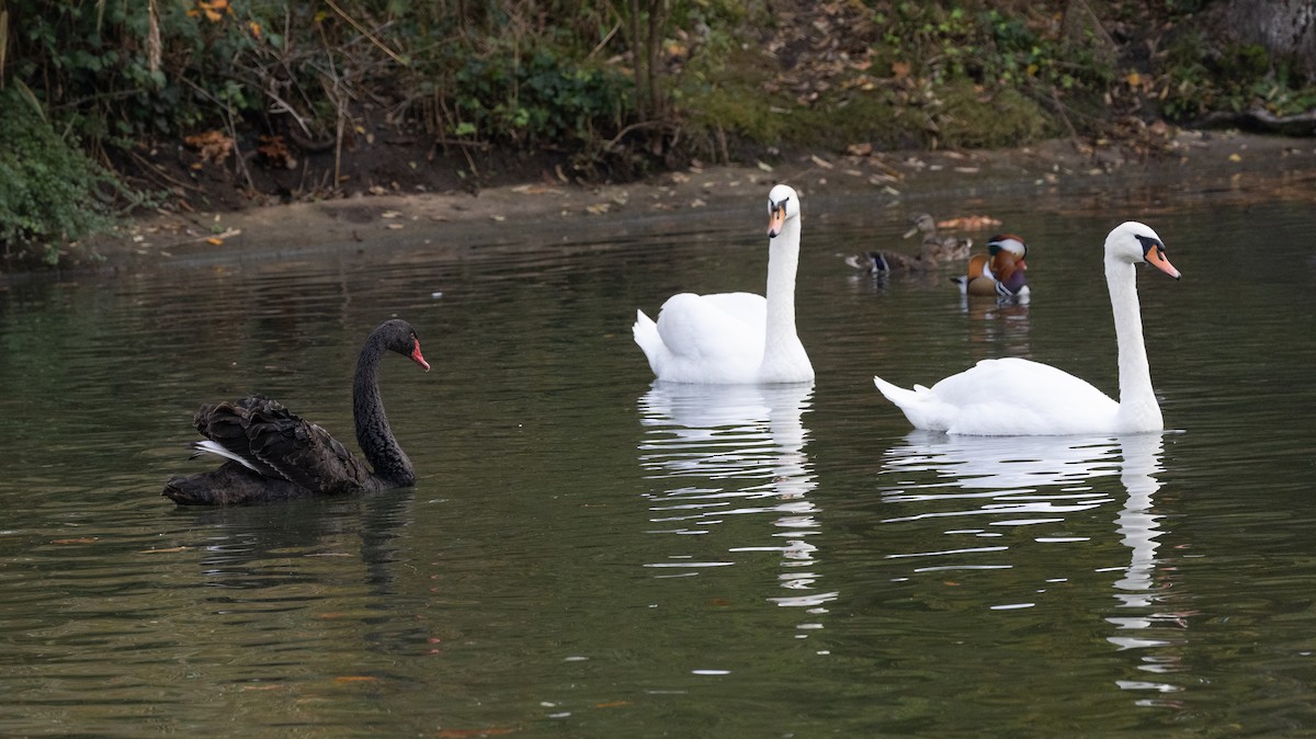 Mandarin-ahatea - ML645054568