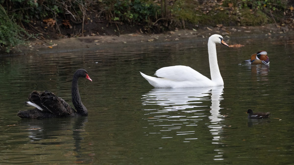 Mandarin-ahatea - ML645054569