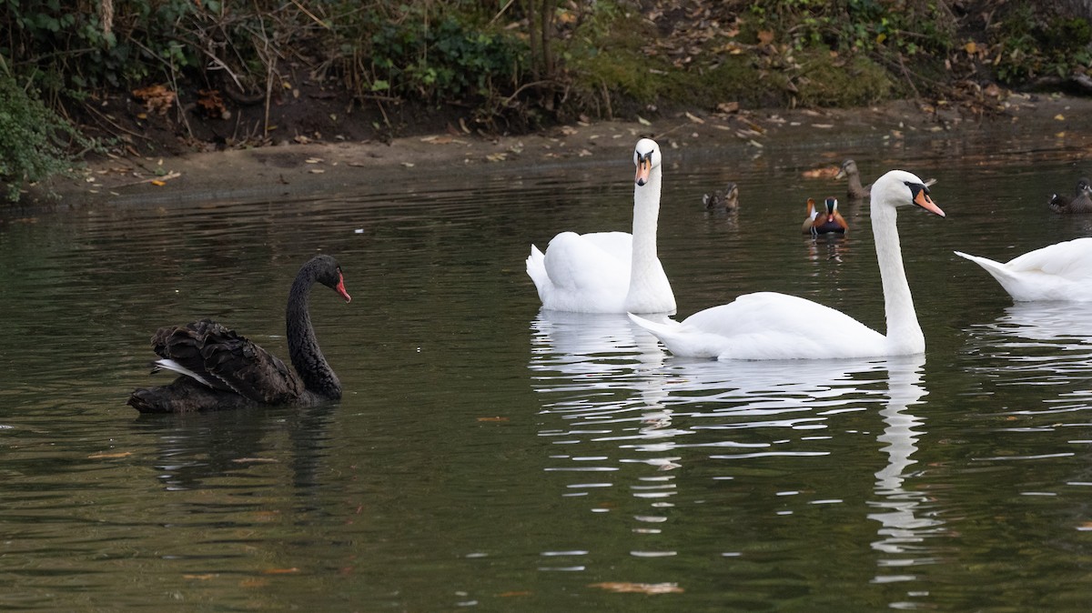 Mandarin-ahatea - ML645054571