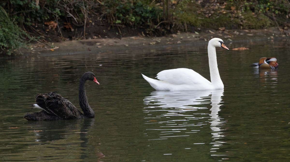 Mandarin-ahatea - ML645054572