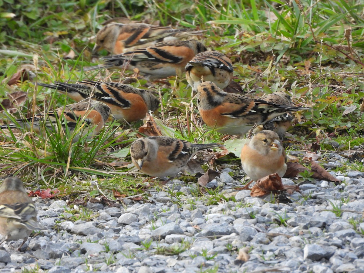 Brambling - ML645054581