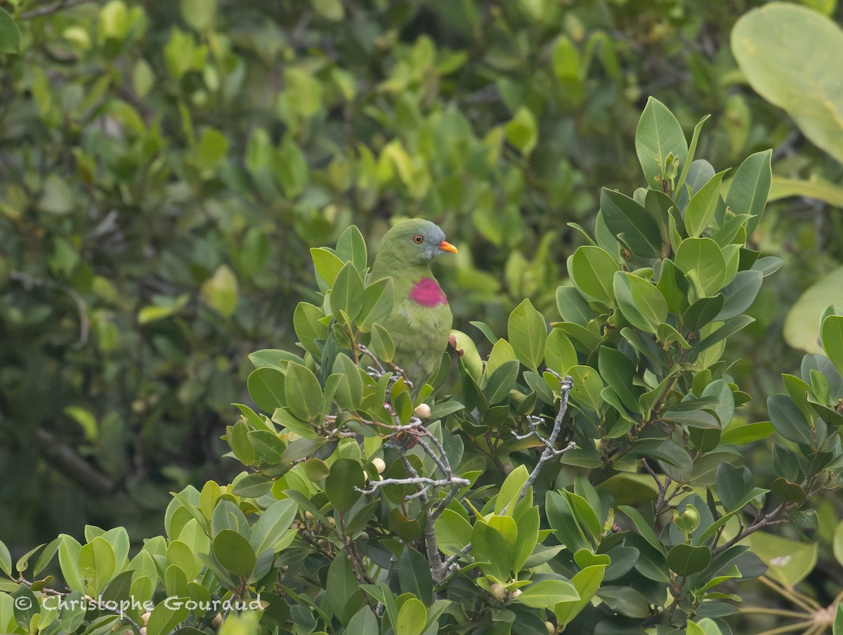 Claret-breasted Fruit-Dove - ML645054585