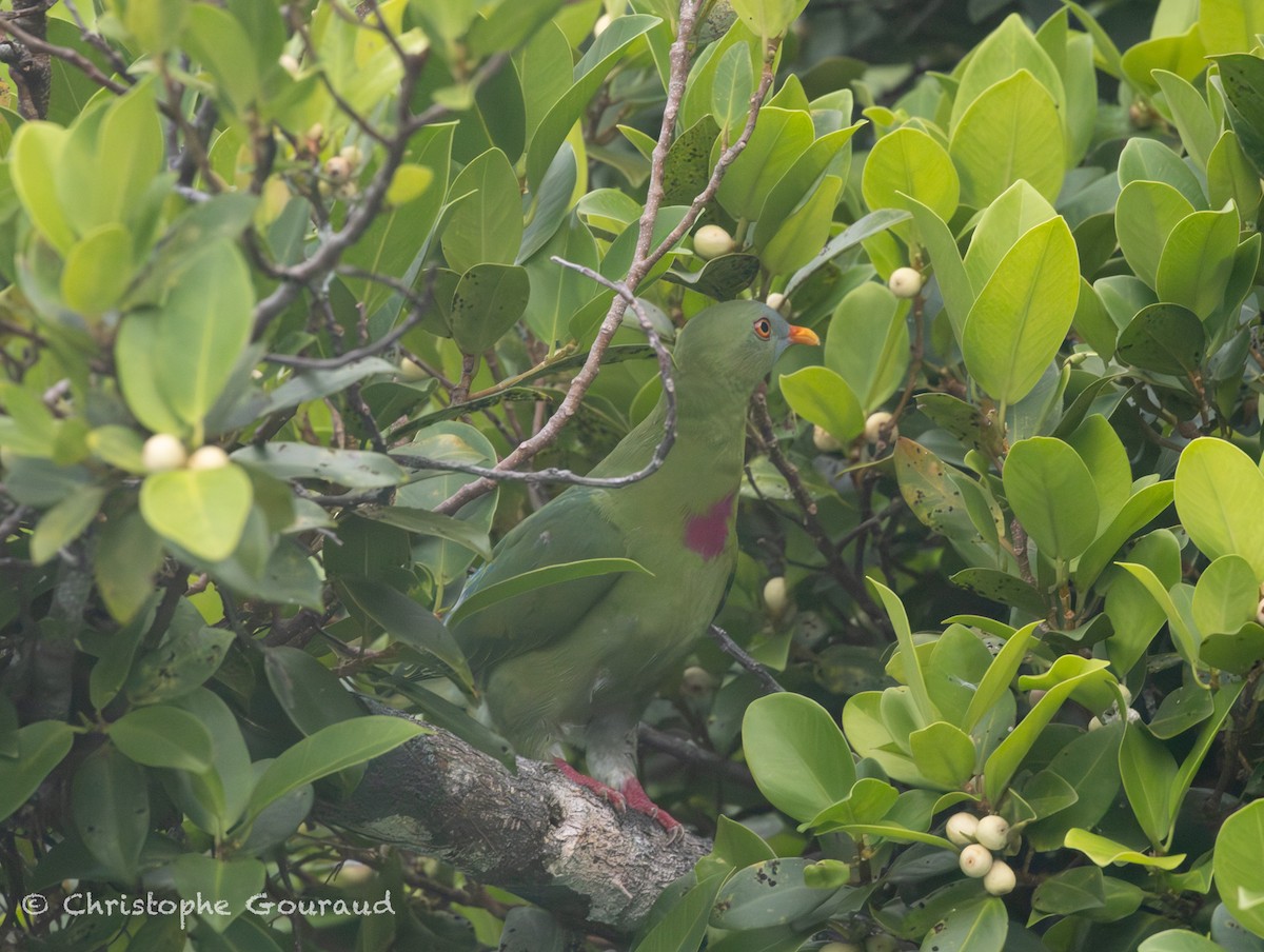 Claret-breasted Fruit-Dove - ML645054586
