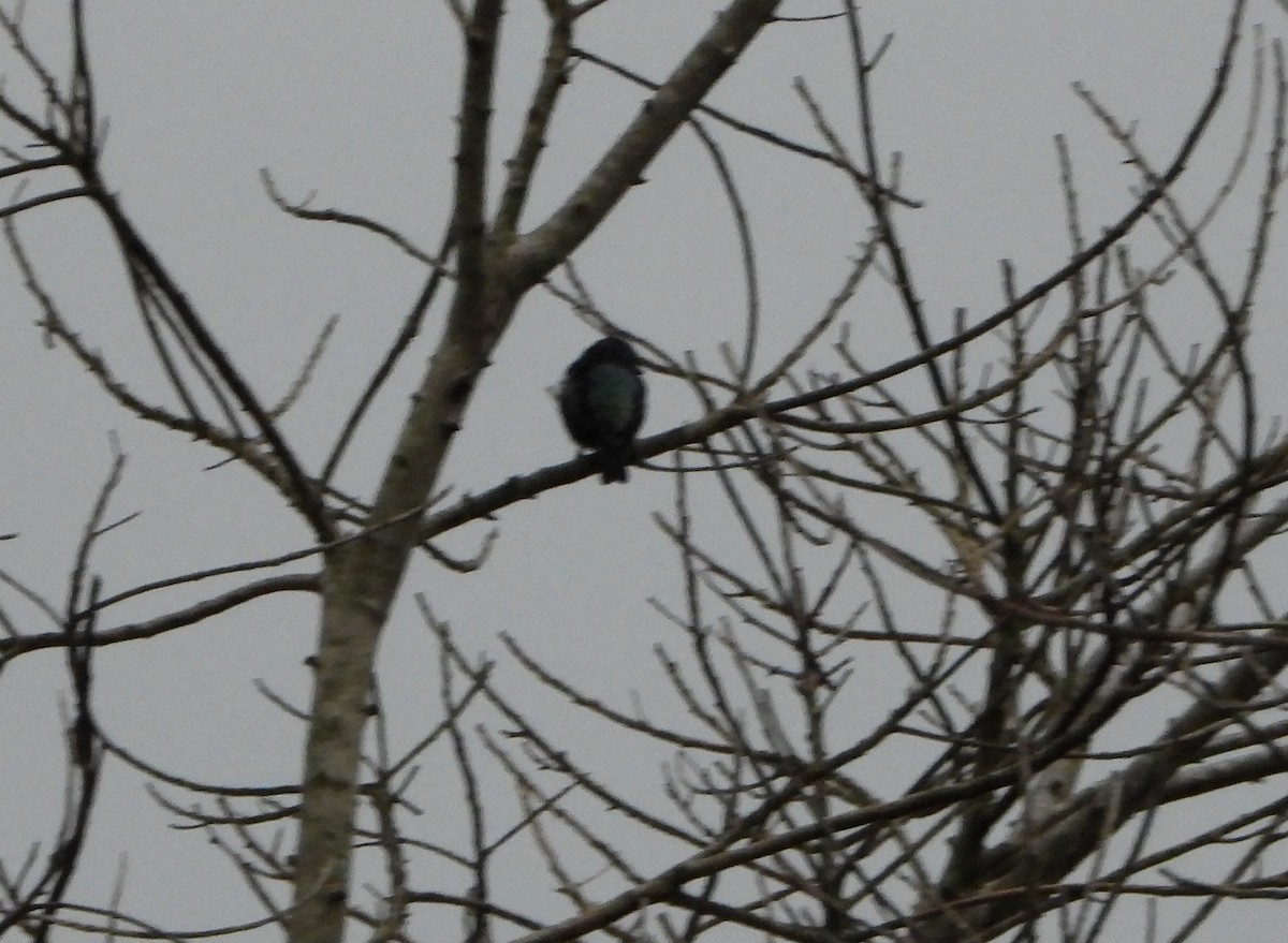 Blue-necked Tanager - ML645054588