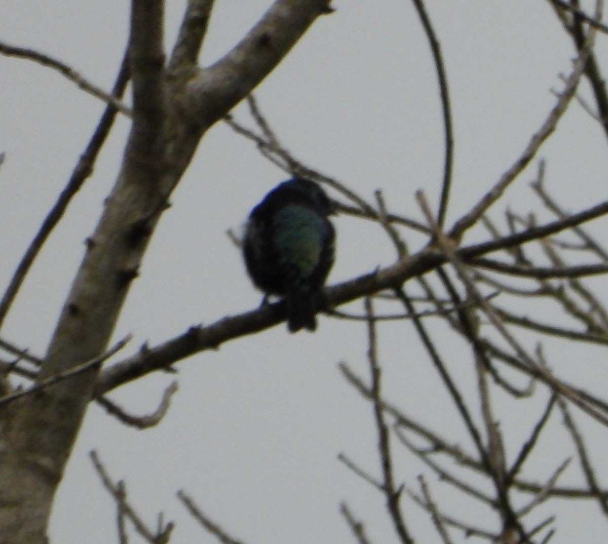 Blue-necked Tanager - ML645054589