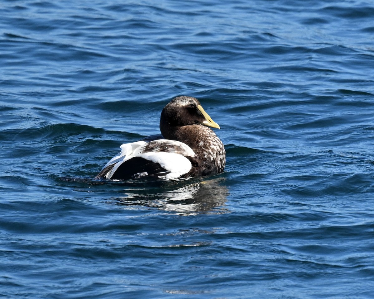 kajka mořská - ML645054590