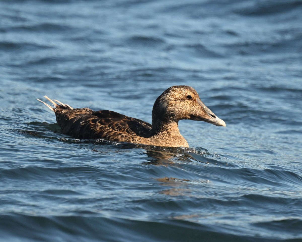 kajka mořská - ML645054591