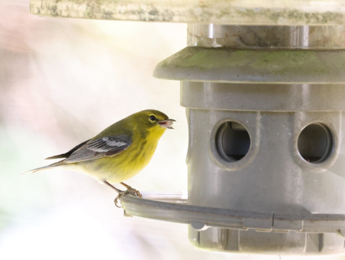 סבכון אורנים - ML645054603