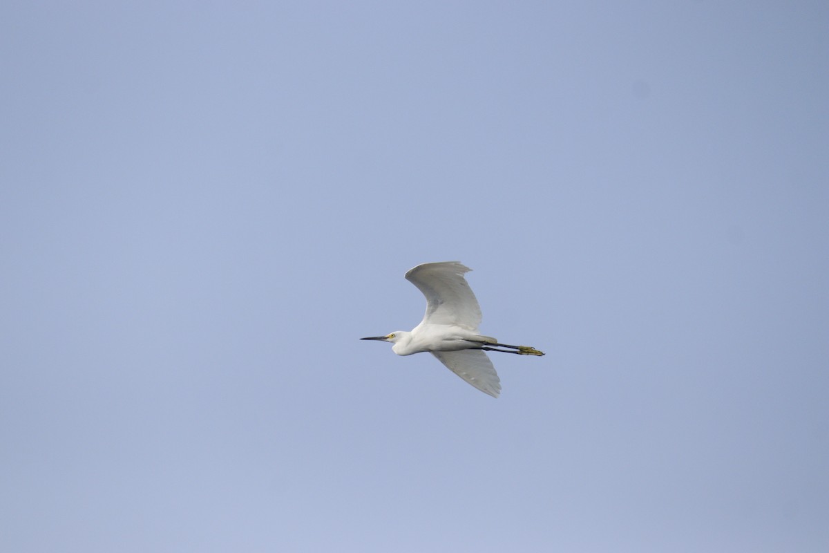 Snowy Egret - ML645054632