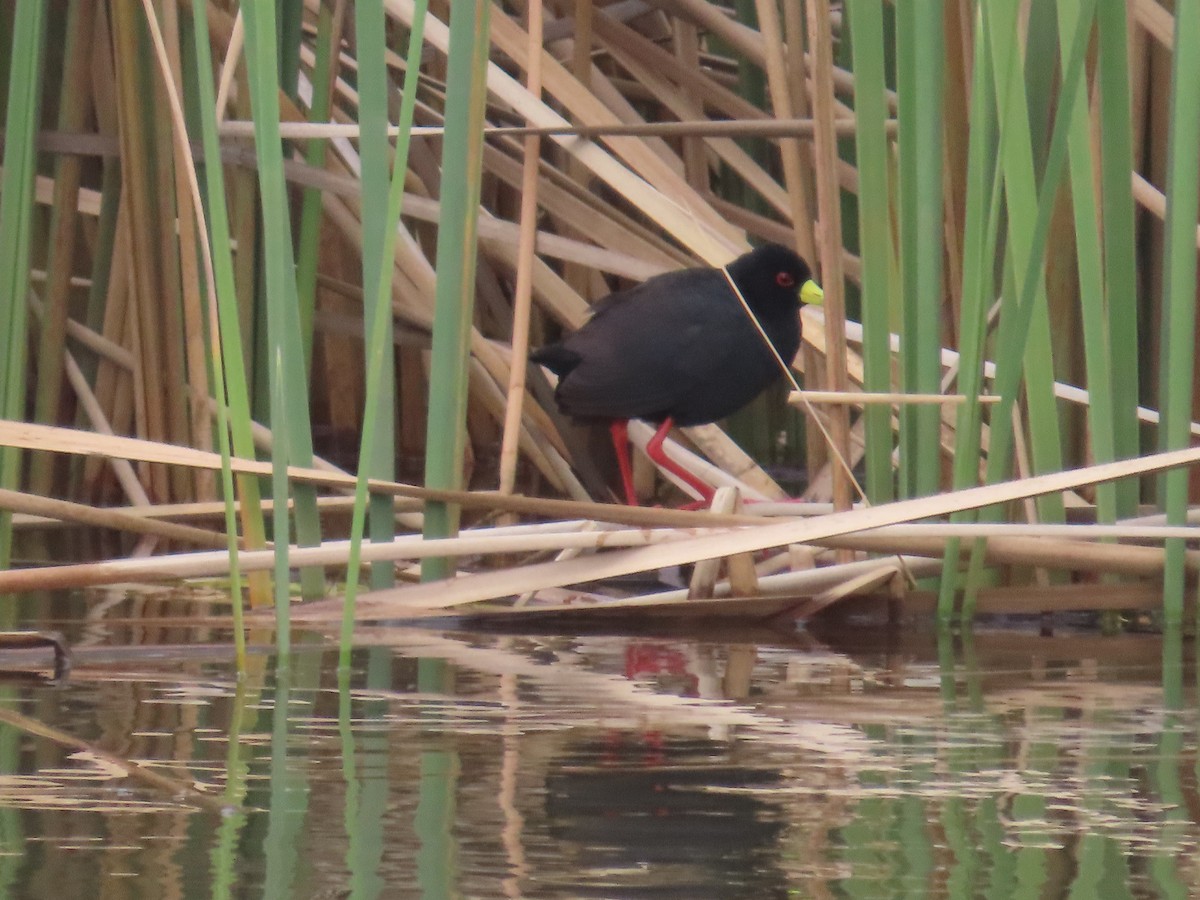 Black Crake - ML645054633