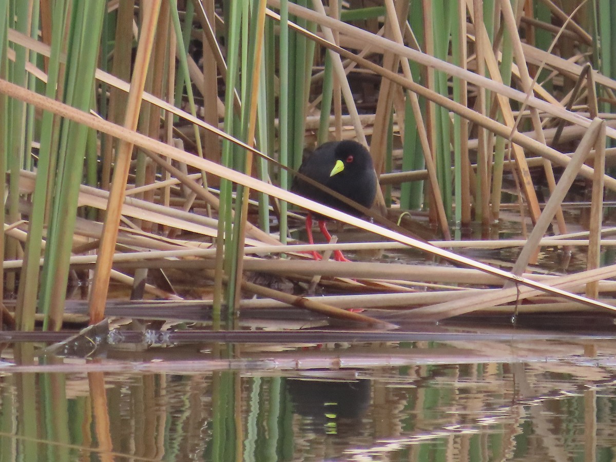 Black Crake - ML645054634