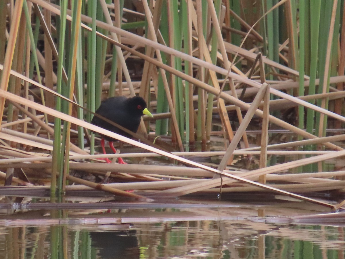 Black Crake - ML645054635