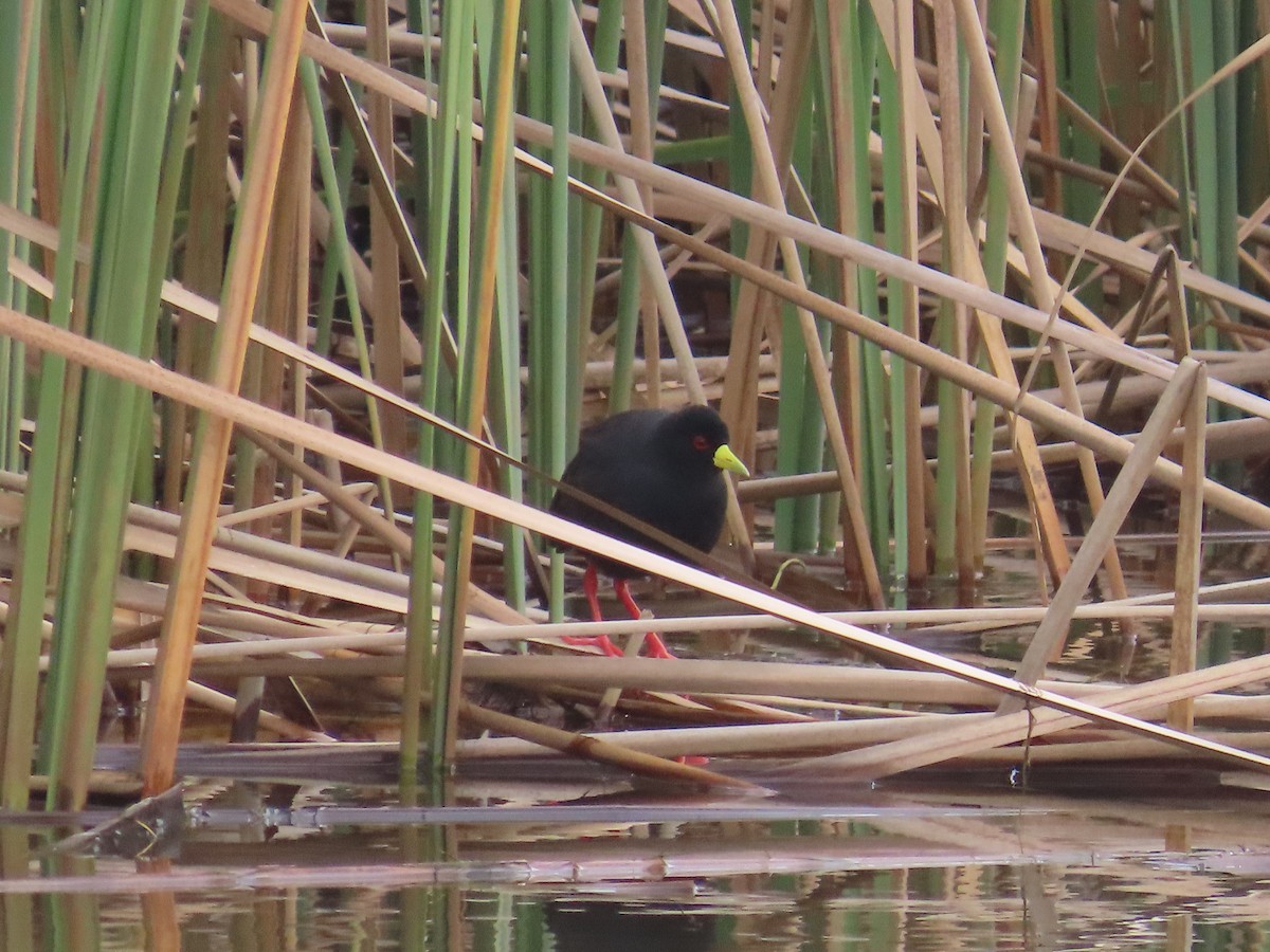 Black Crake - ML645054636