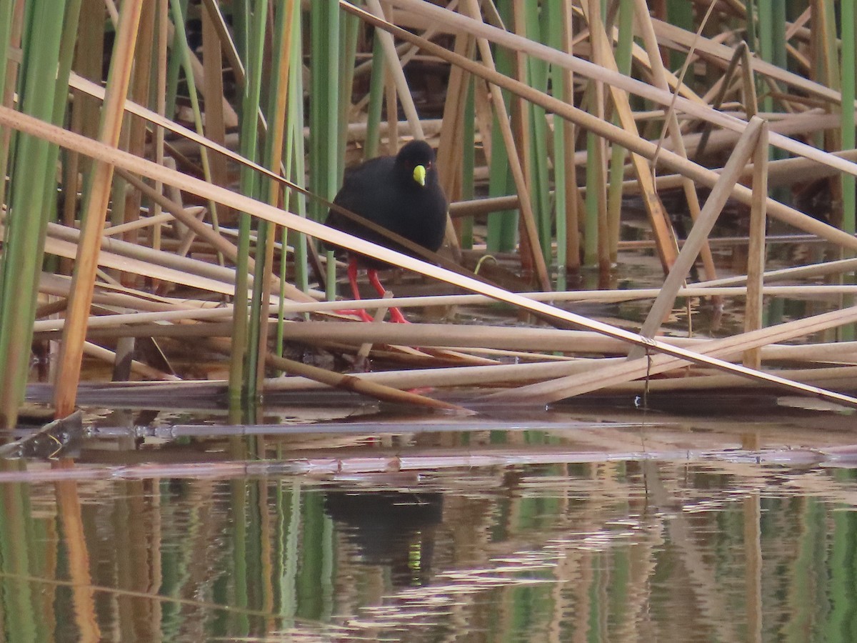Black Crake - ML645054637