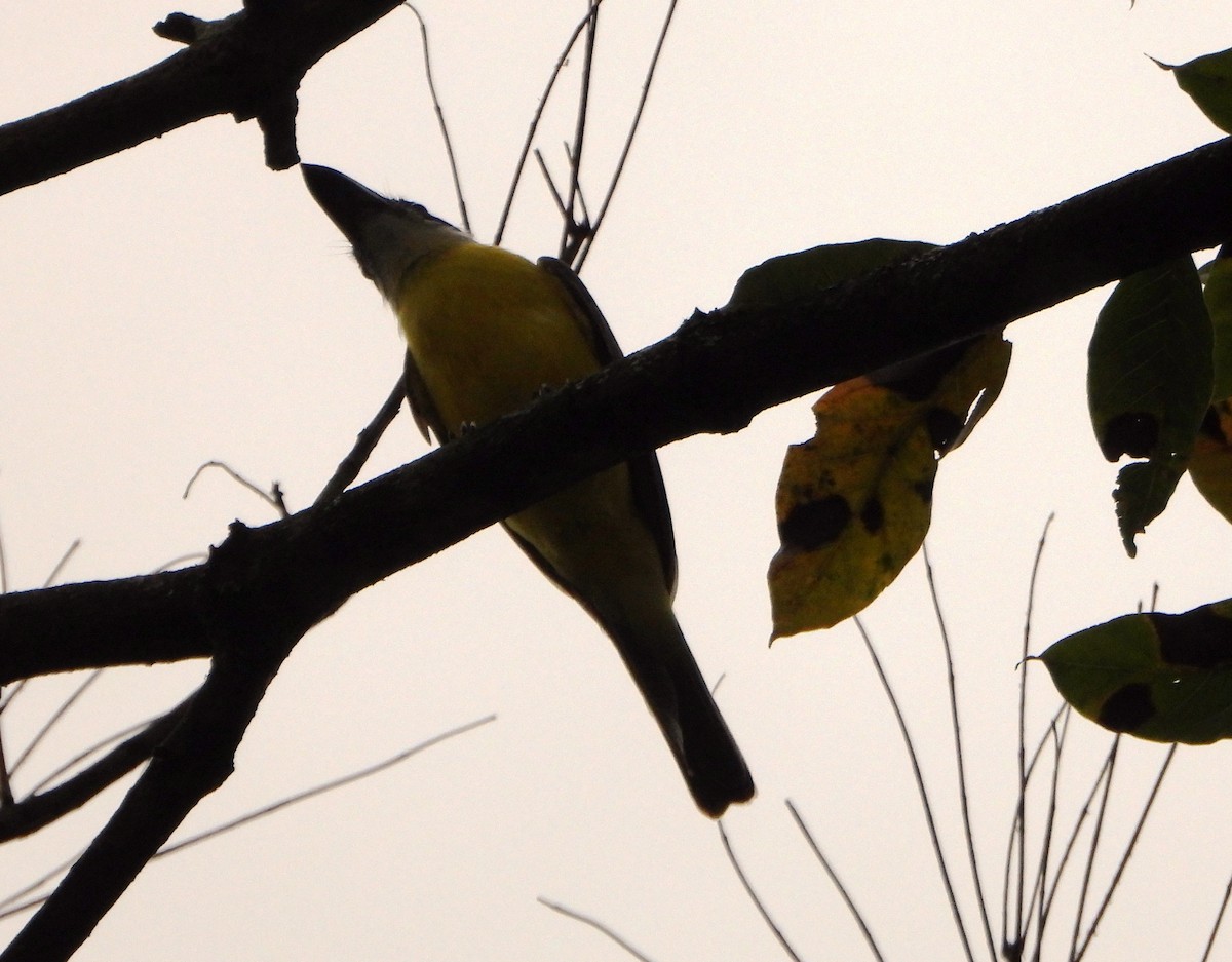 Boat-billed Flycatcher - ML645054640