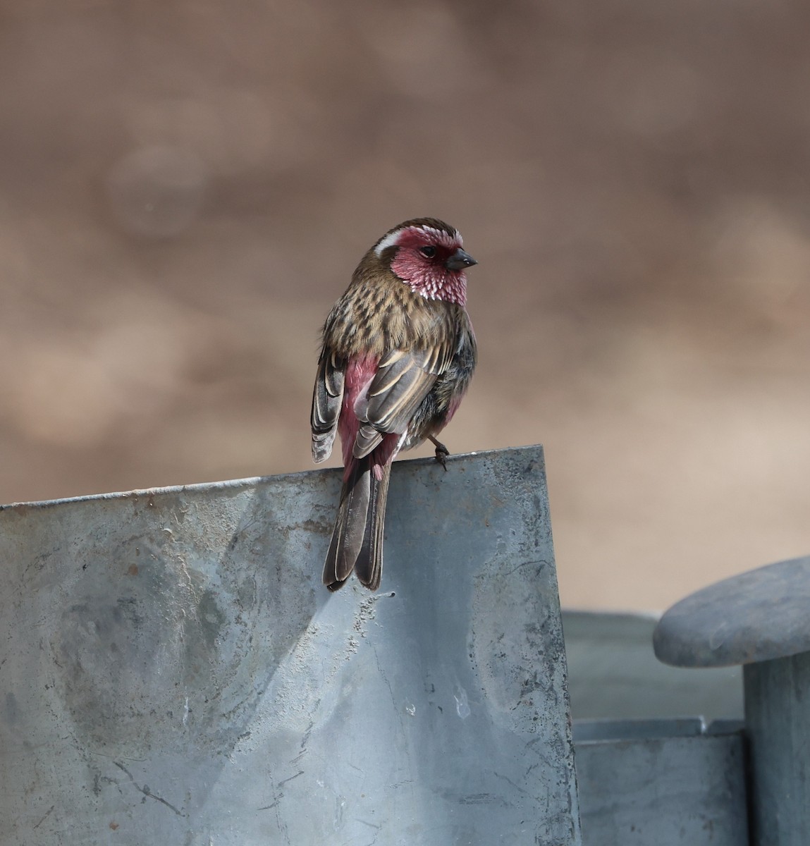 Chinese White-browed Rosefinch - ML645054664