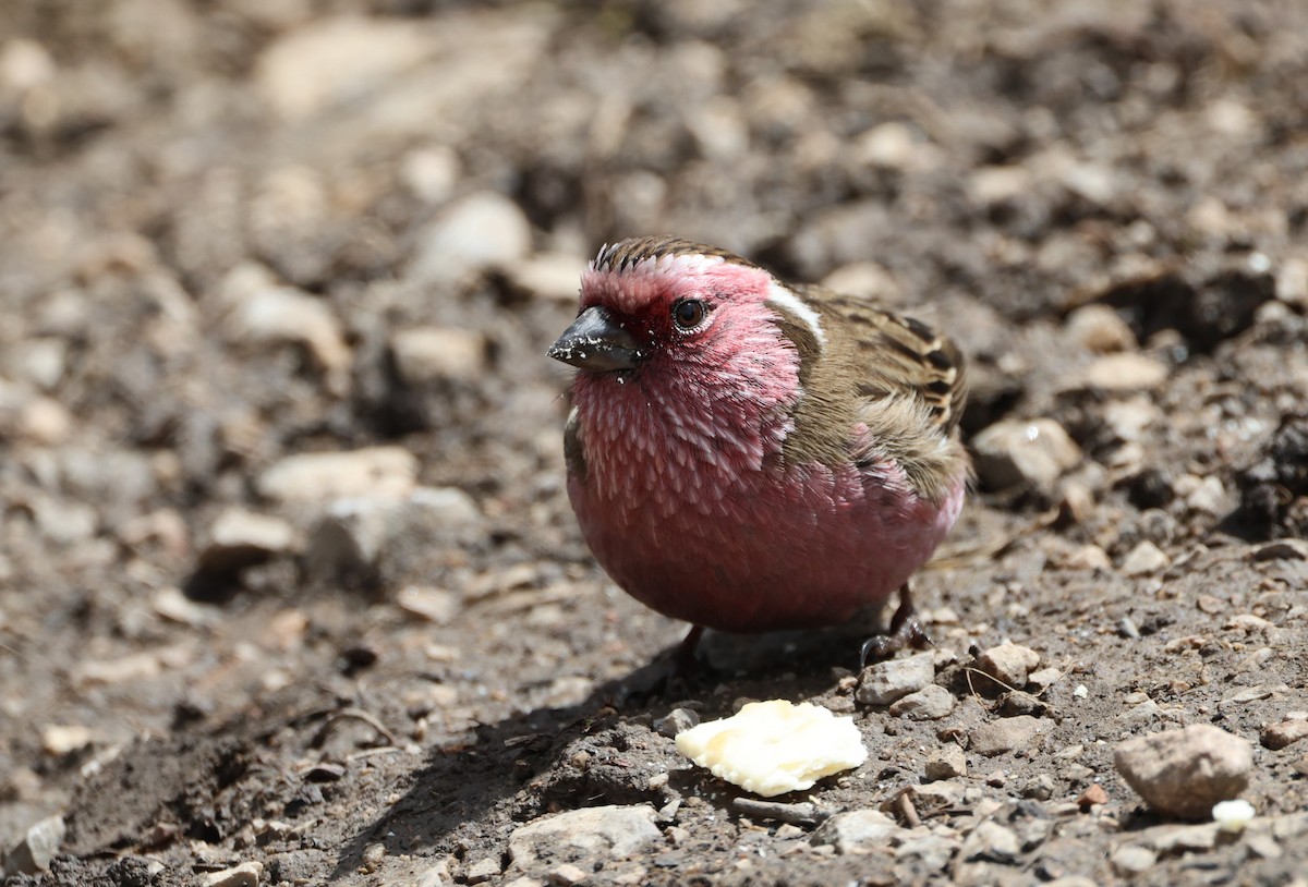 Chinese White-browed Rosefinch - ML645054665