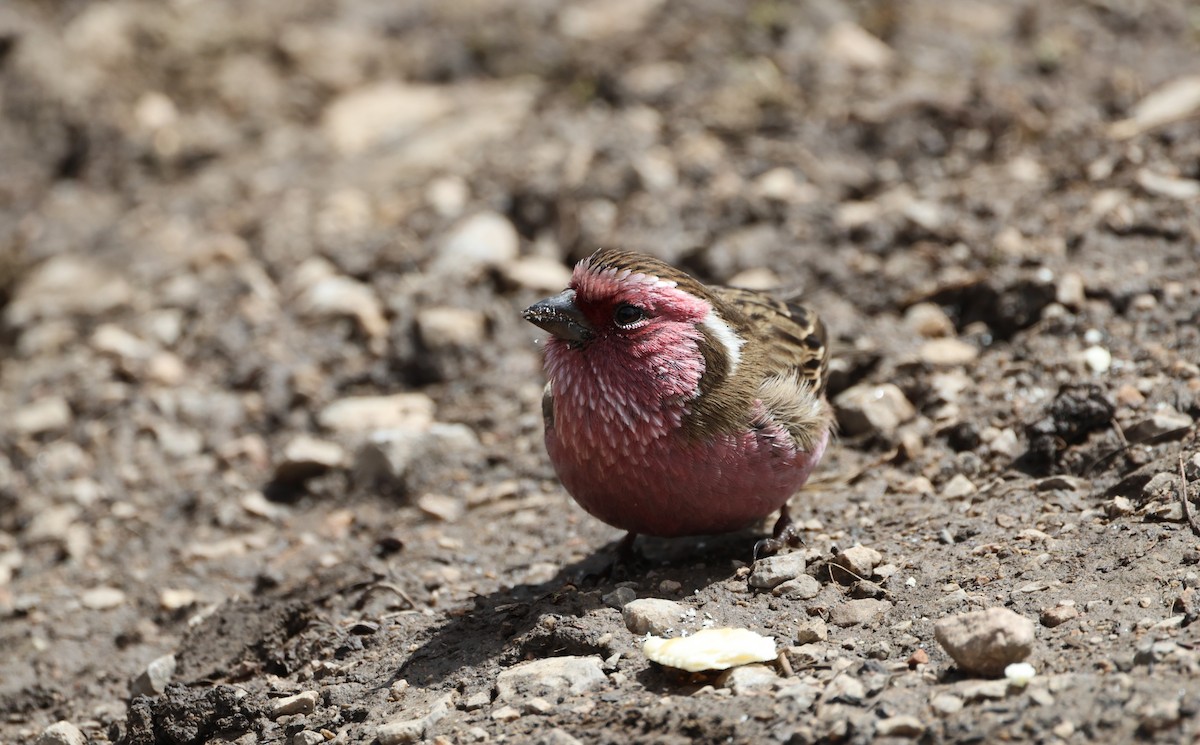 Chinese White-browed Rosefinch - ML645054666