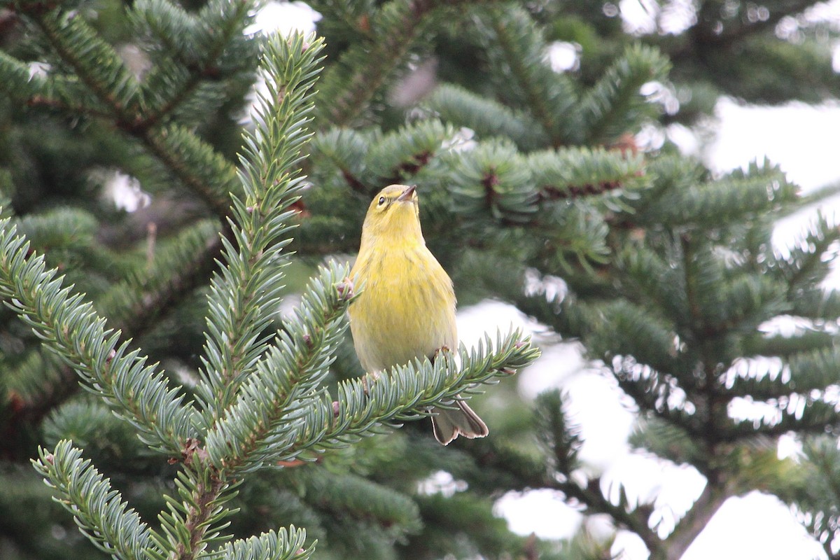 סבכון אורנים - ML645054681