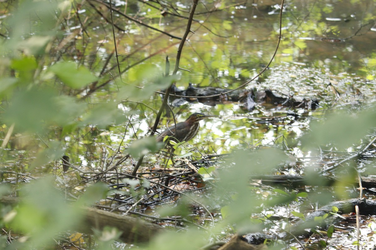 Green Heron - ML645054682