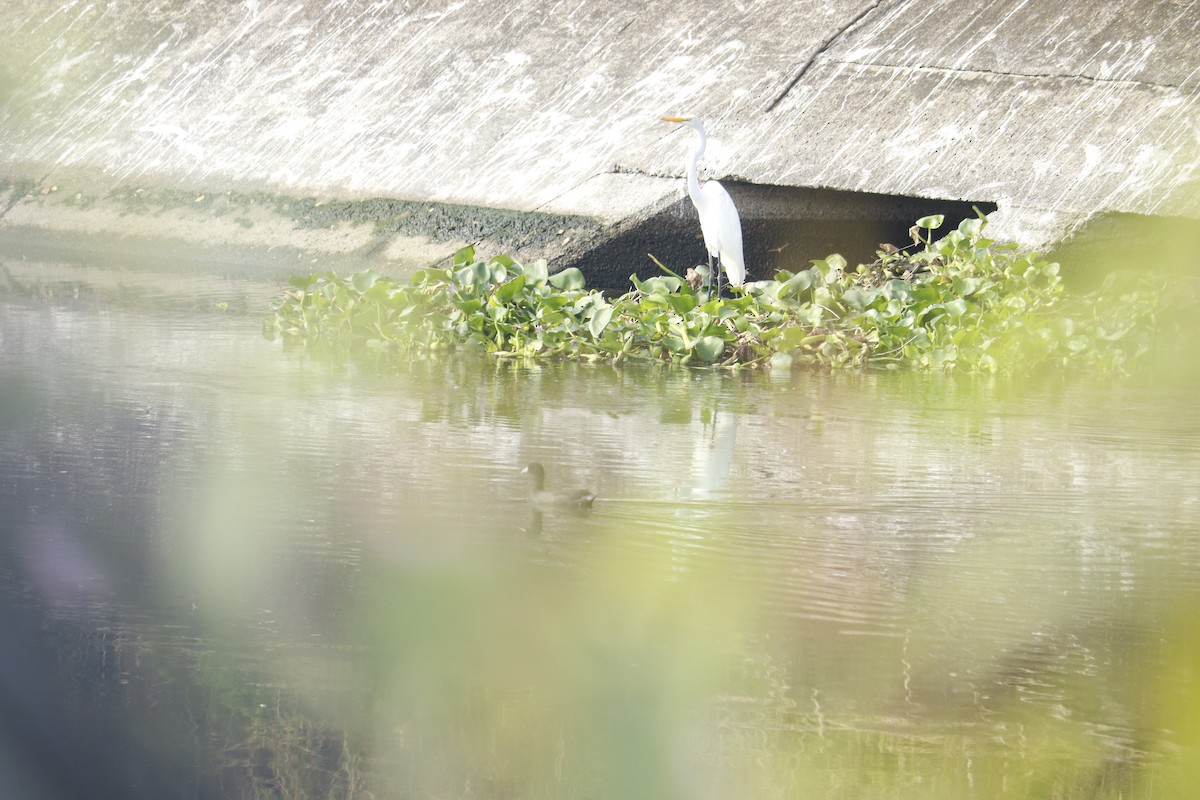 Great Egret - ML645054688