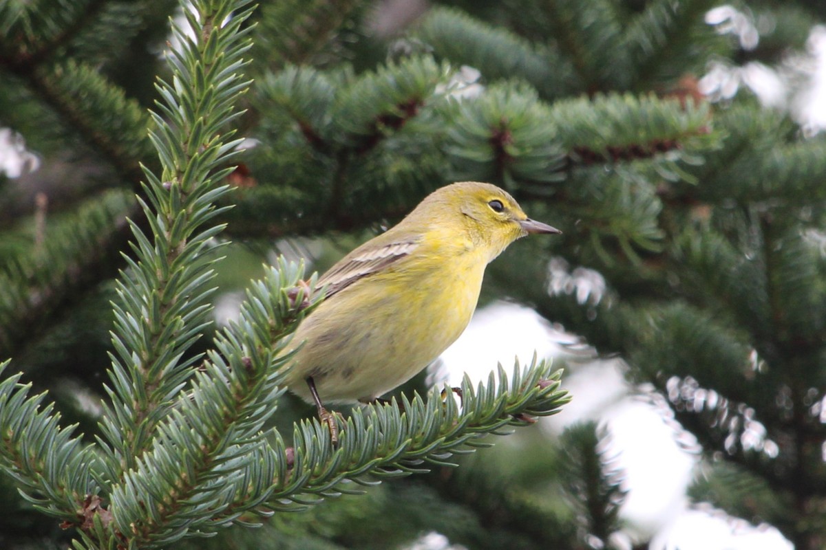 סבכון אורנים - ML645054692