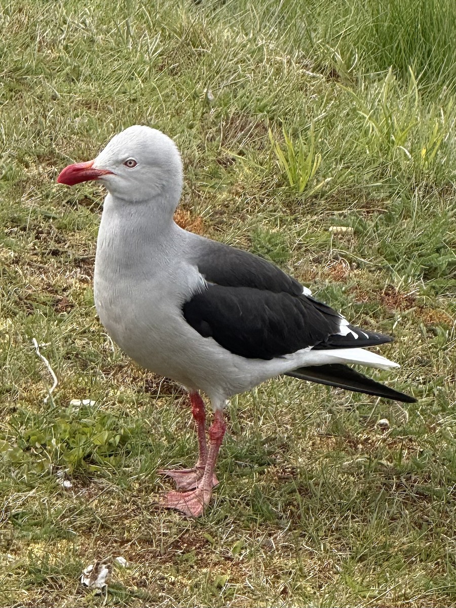 Dolphin Gull - ML645054699