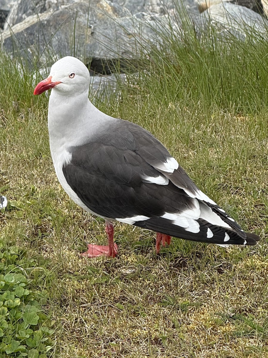 Dolphin Gull - ML645054700
