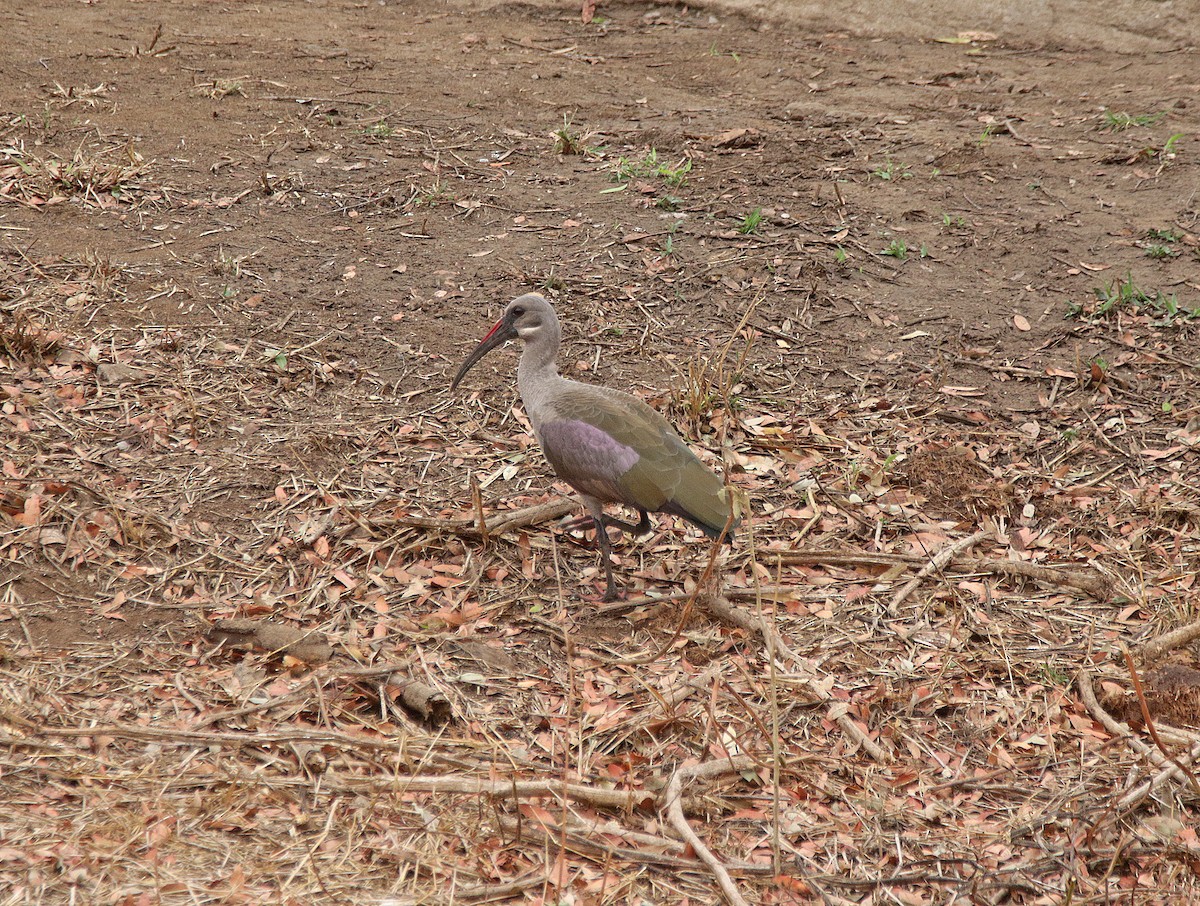 Hadada Aynağı - ML645054706