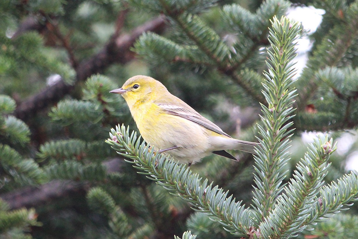 סבכון אורנים - ML645054715