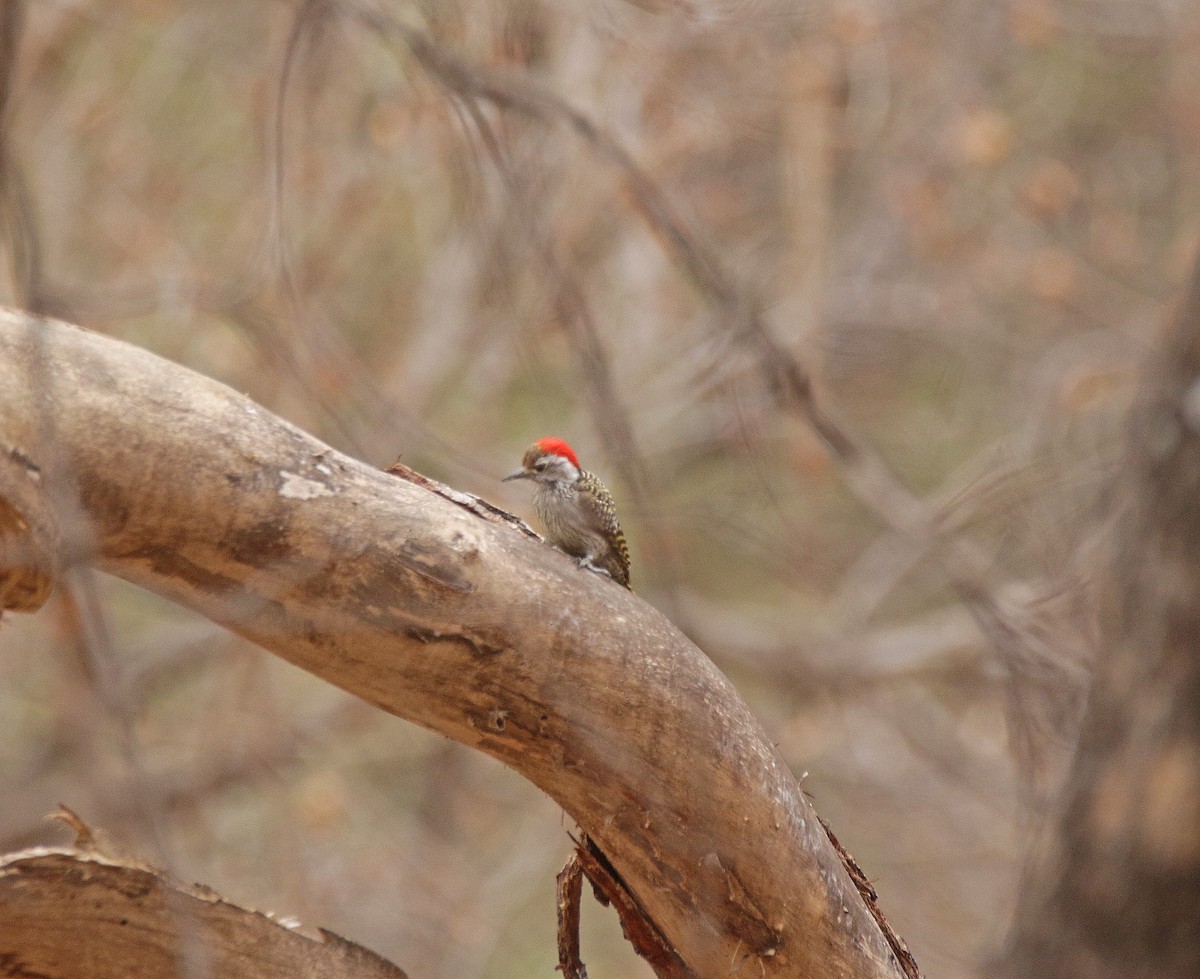 Cardinal Woodpecker - ML645054747