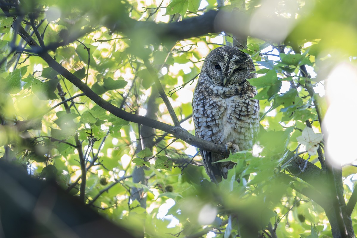 Himalayan Owl - ML645054751
