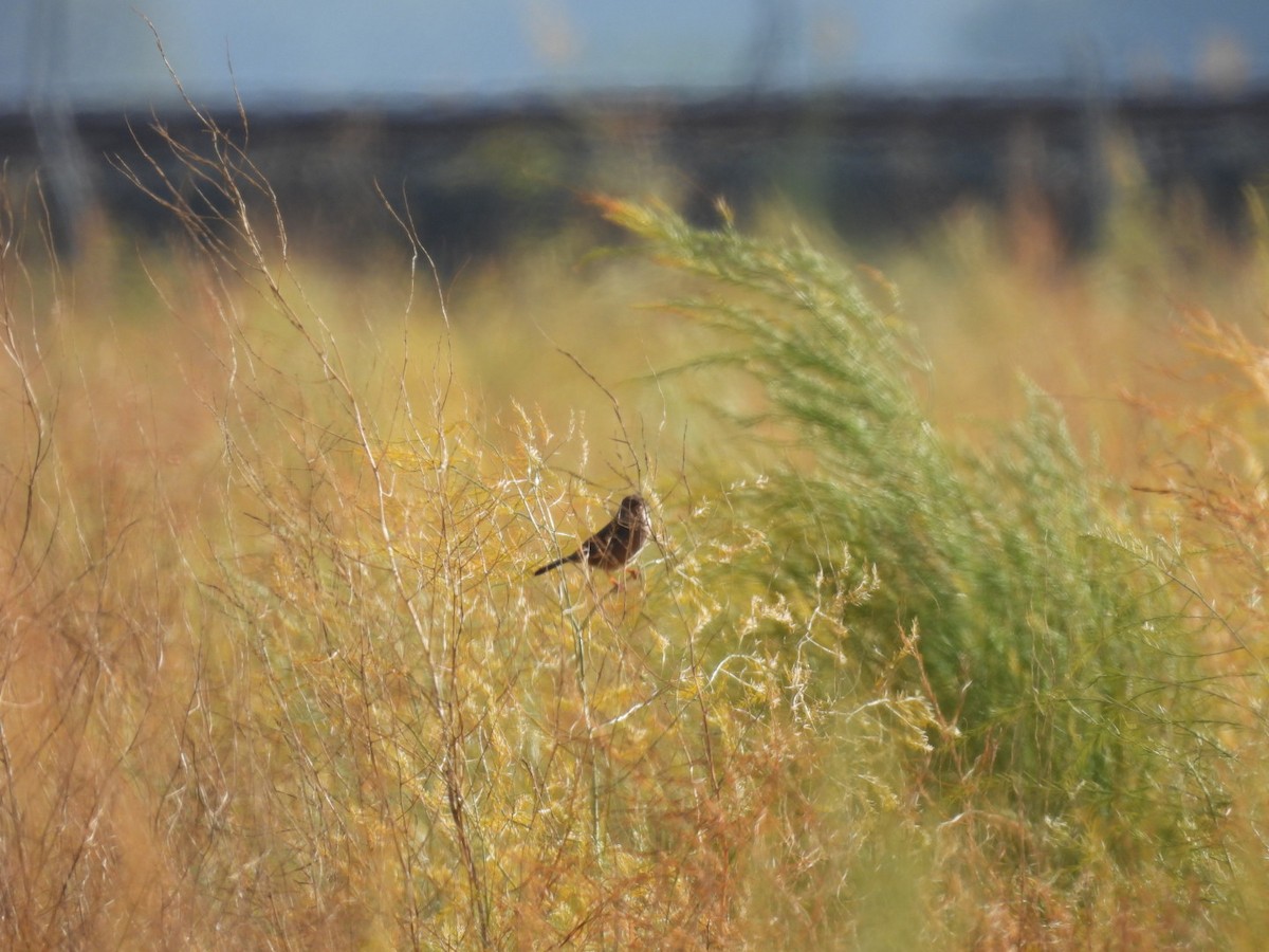 Etze-txinboa - ML645054752