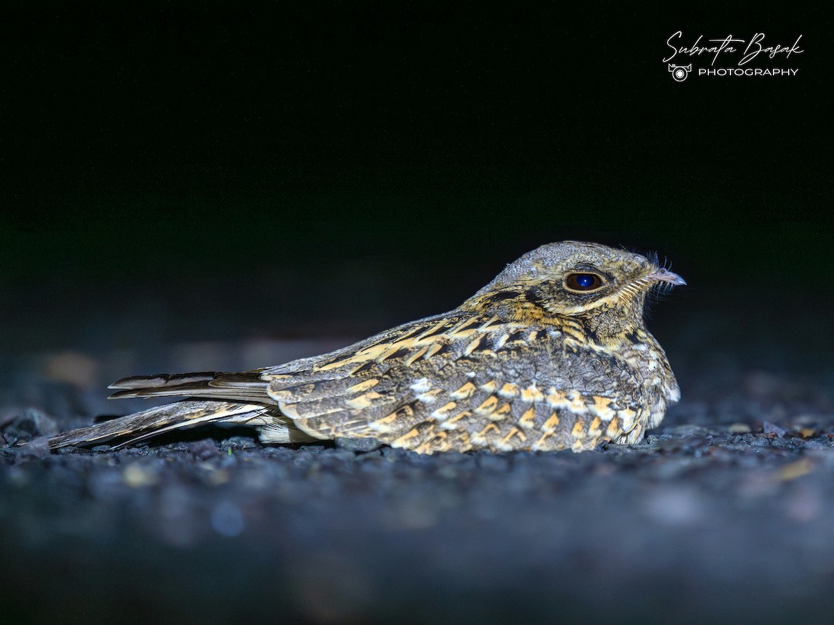 Hint Çobanaldatanı - ML645054765